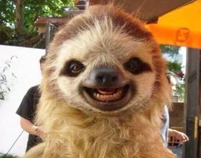 201 Smiling Animals That Will Instantly Make You Smile