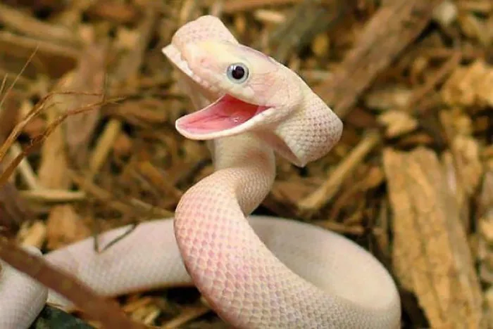 201 Smiling Animals That Will Instantly Make You Smile