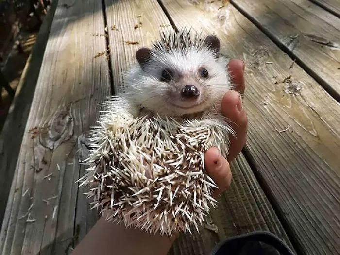 201 Smiling Animals That Will Instantly Make You Smile