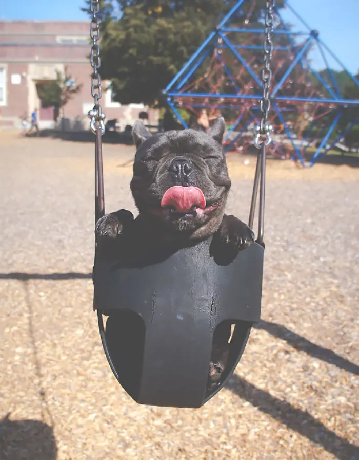 201 Smiling Animals That Will Instantly Make You Smile