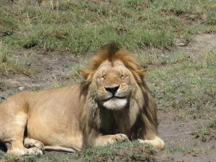 201 Smiling Animals That Will Instantly Make You Smile