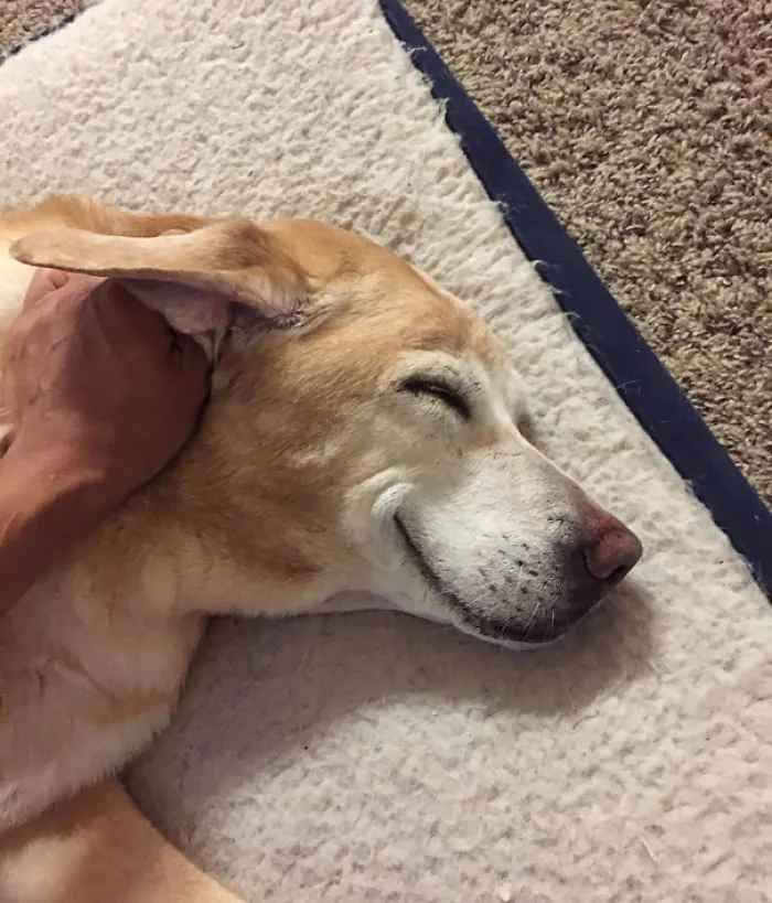 201 Smiling Animals That Will Instantly Make You Smile