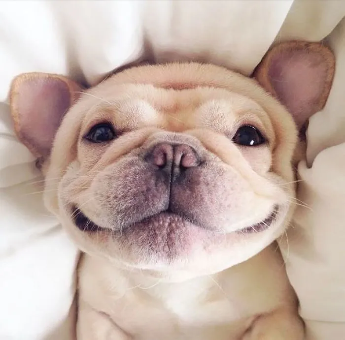 201 Smiling Animals That Will Instantly Make You Smile