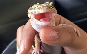 201 Smiling Animals That Will Instantly Make You Smile