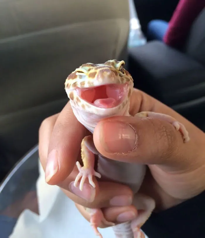 201 Smiling Animals That Will Instantly Make You Smile