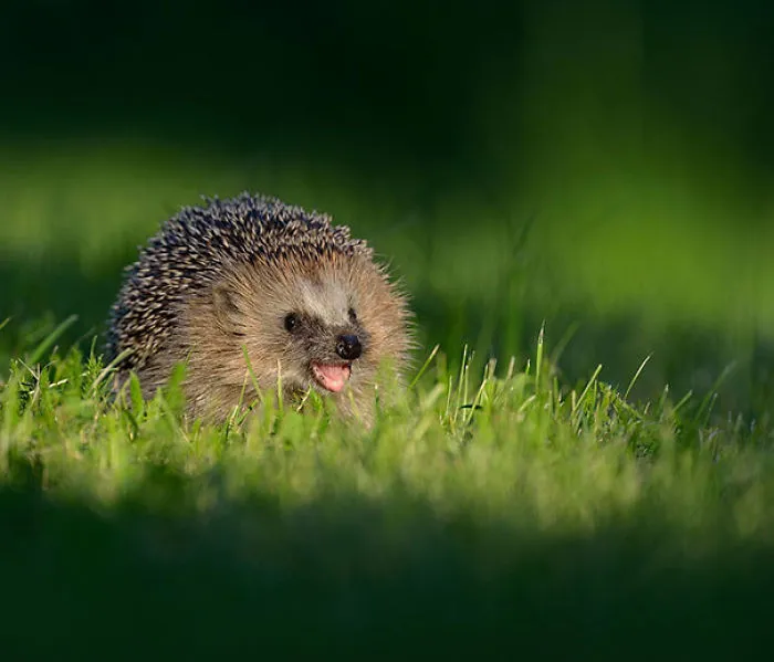 201 Smiling Animals That Will Instantly Make You Smile