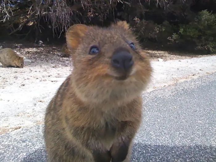 201 Smiling Animals That Will Instantly Make You Smile