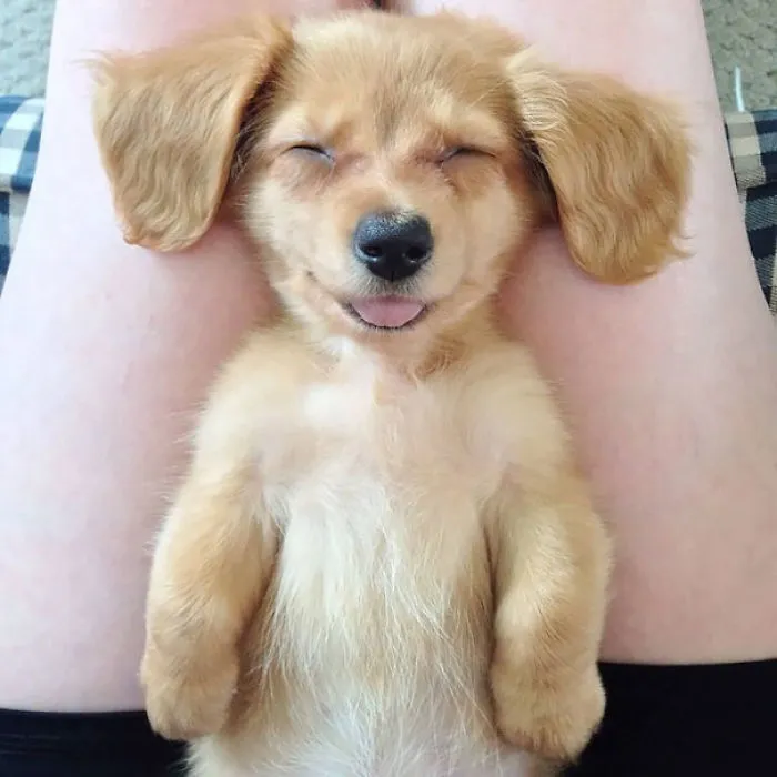 201 Smiling Animals That Will Instantly Make You Smile