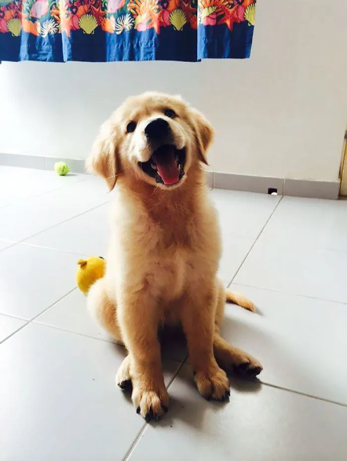 201 Smiling Animals That Will Instantly Make You Smile
