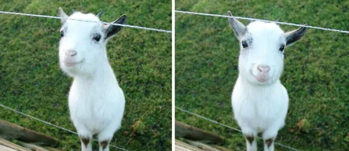 201 Smiling Animals That Will Instantly Make You Smile