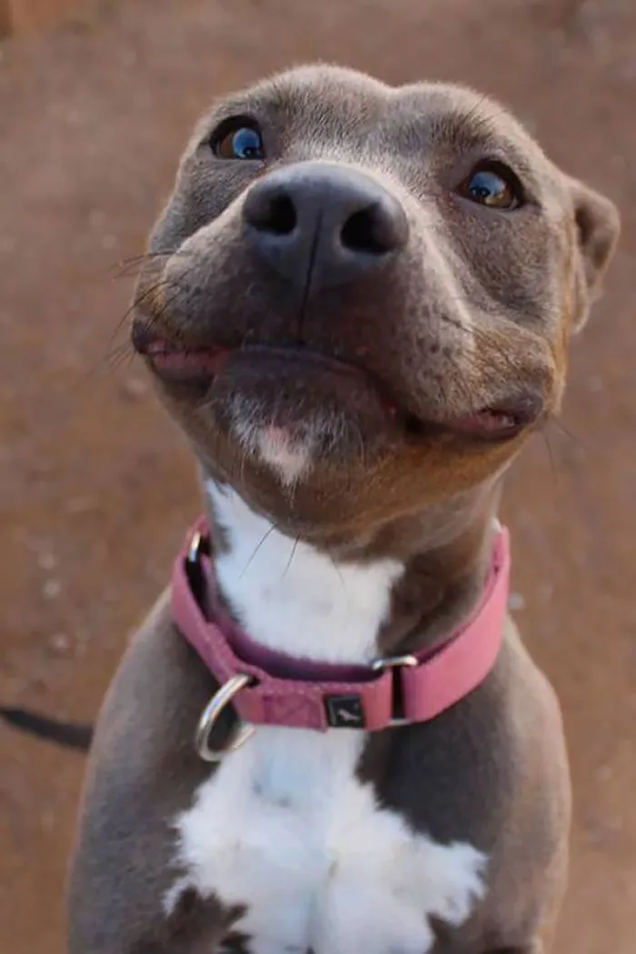 201 Smiling Animals That Will Instantly Make You Smile