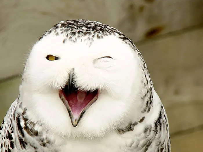 201 Smiling Animals That Will Instantly Make You Smile