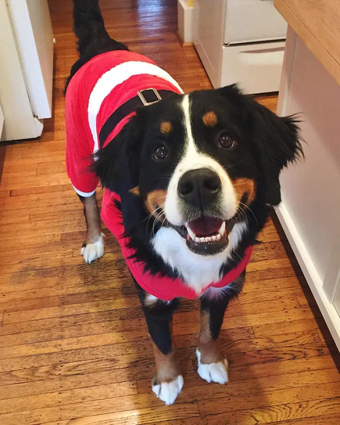 201 Smiling Animals That Will Instantly Make You Smile