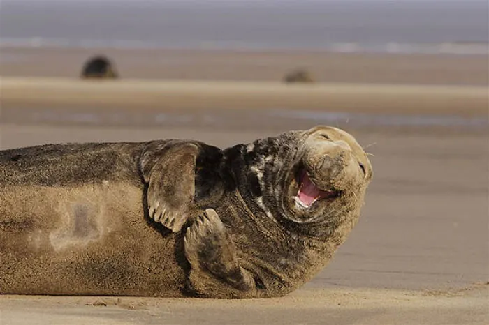 201 Smiling Animals That Will Instantly Make You Smile