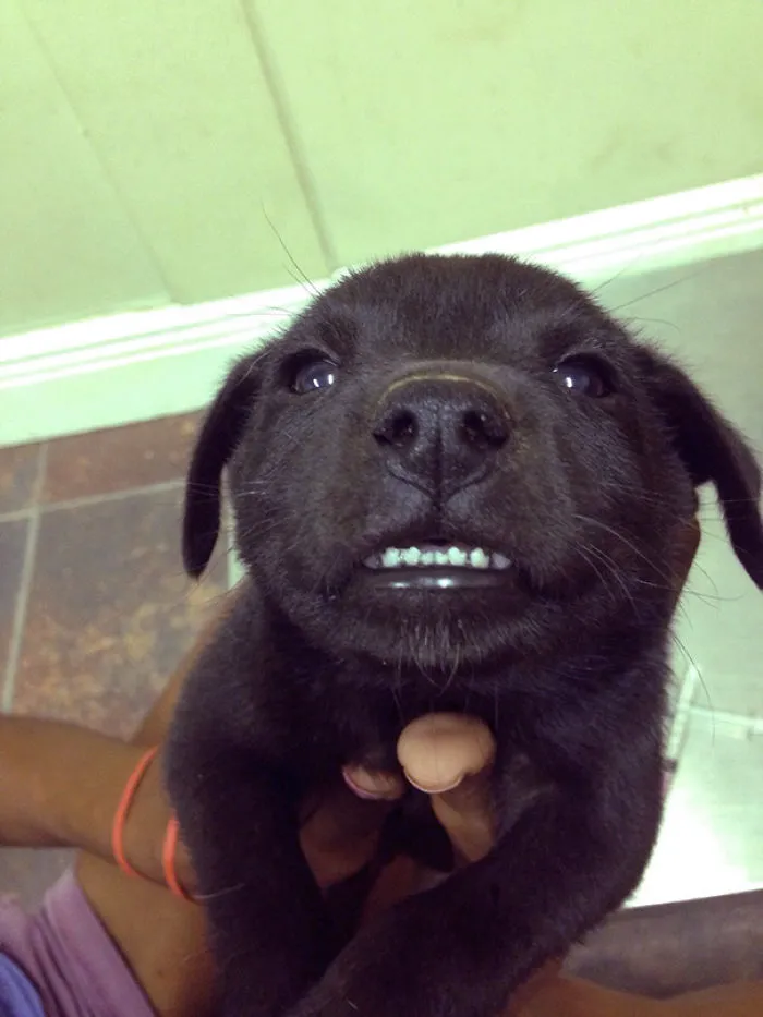 201 Smiling Animals That Will Instantly Make You Smile