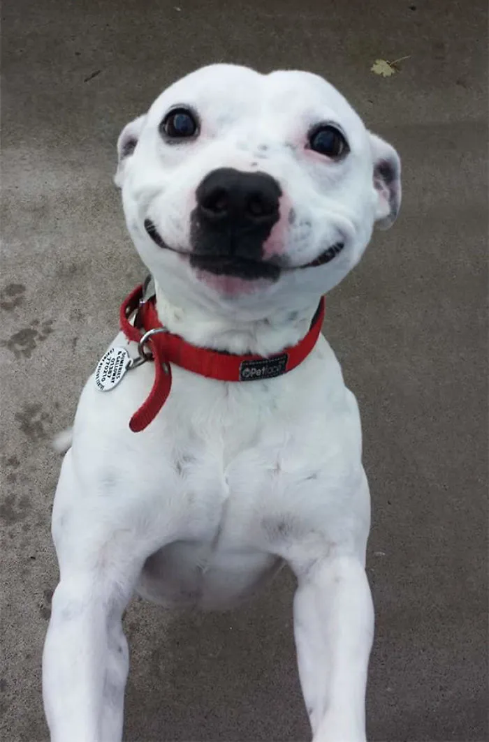 201 Smiling Animals That Will Instantly Make You Smile