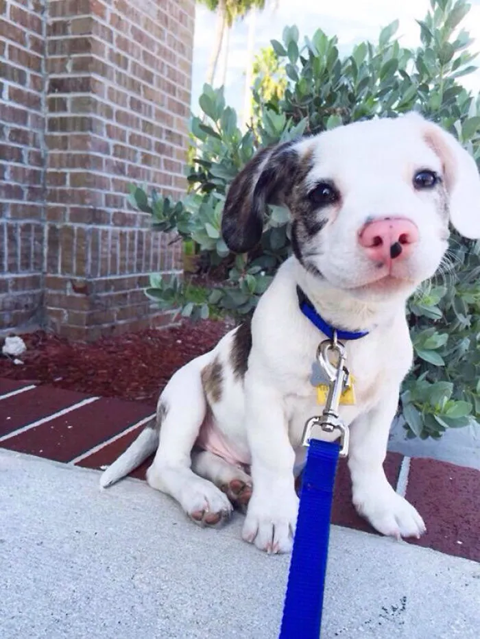 201 Smiling Animals That Will Instantly Make You Smile