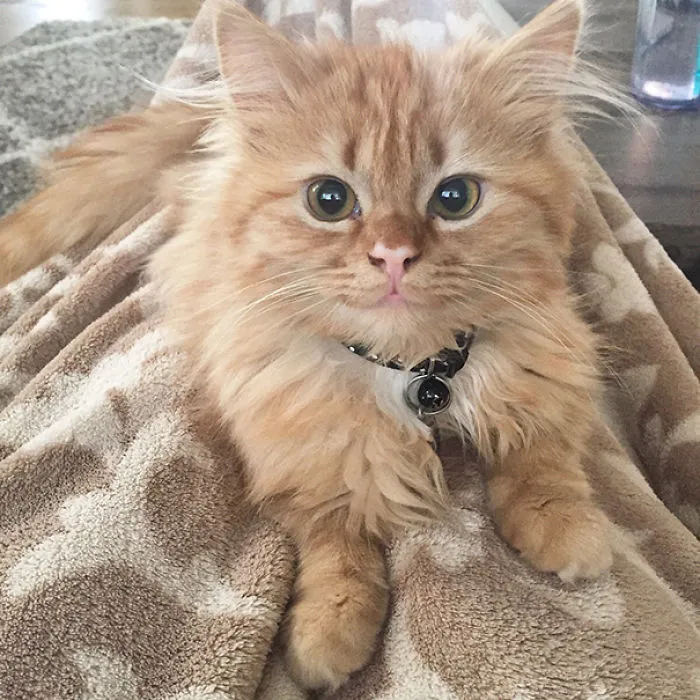 201 Smiling Animals That Will Instantly Make You Smile