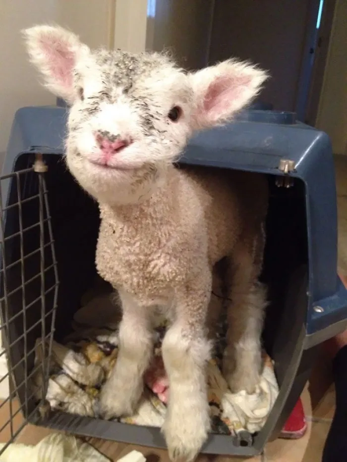 201 Smiling Animals That Will Instantly Make You Smile