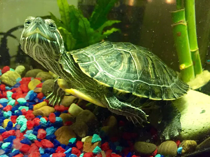 201 Smiling Animals That Will Instantly Make You Smile