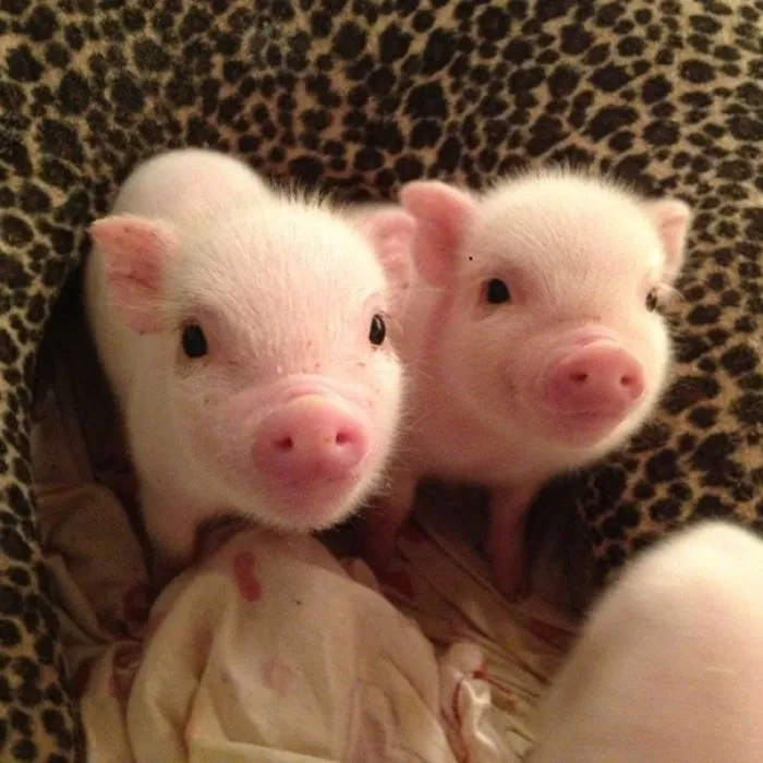 201 Smiling Animals That Will Instantly Make You Smile