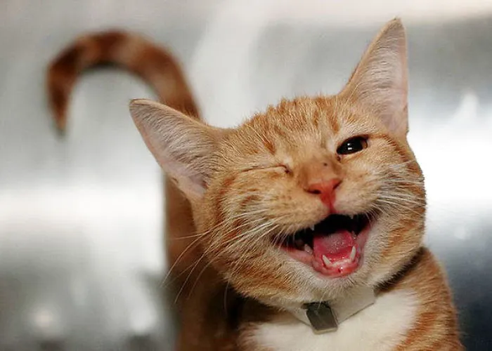 201 Smiling Animals That Will Instantly Make You Smile
