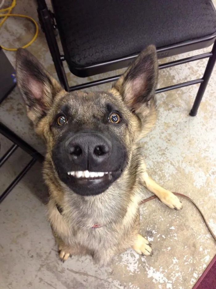 201 Smiling Animals That Will Instantly Make You Smile