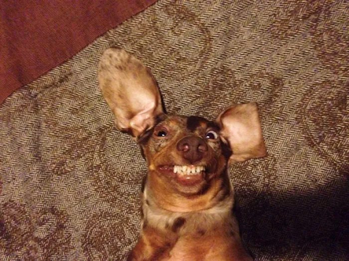 201 Smiling Animals That Will Instantly Make You Smile