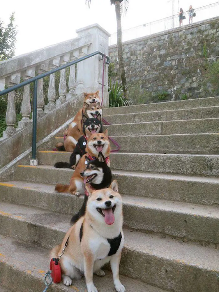 201 Smiling Animals That Will Instantly Make You Smile