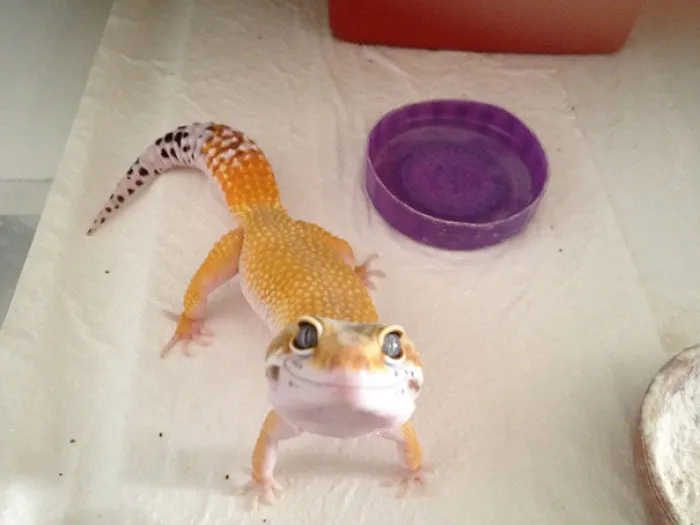 201 Smiling Animals That Will Instantly Make You Smile
