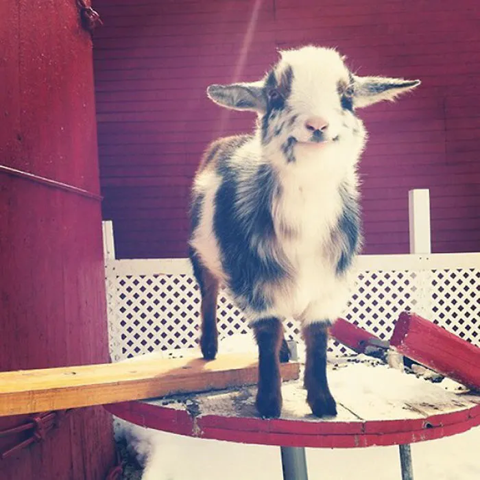 201 Smiling Animals That Will Instantly Make You Smile