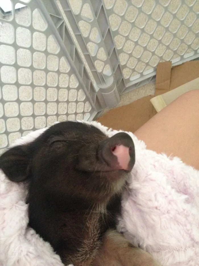 201 Smiling Animals That Will Instantly Make You Smile