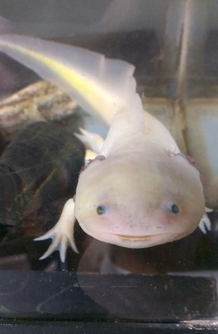 201 Smiling Animals That Will Instantly Make You Smile
