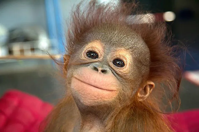 201 Smiling Animals That Will Instantly Make You Smile