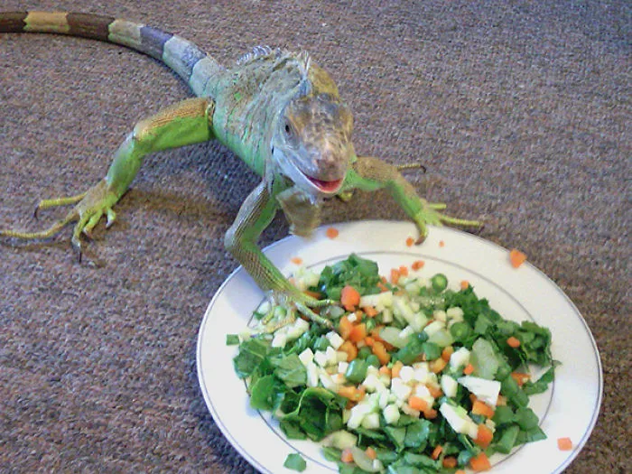 201 Smiling Animals That Will Instantly Make You Smile
