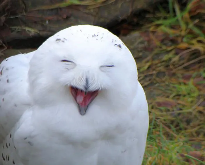 201 Smiling Animals That Will Instantly Make You Smile