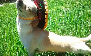 201 Smiling Animals That Will Instantly Make You Smile