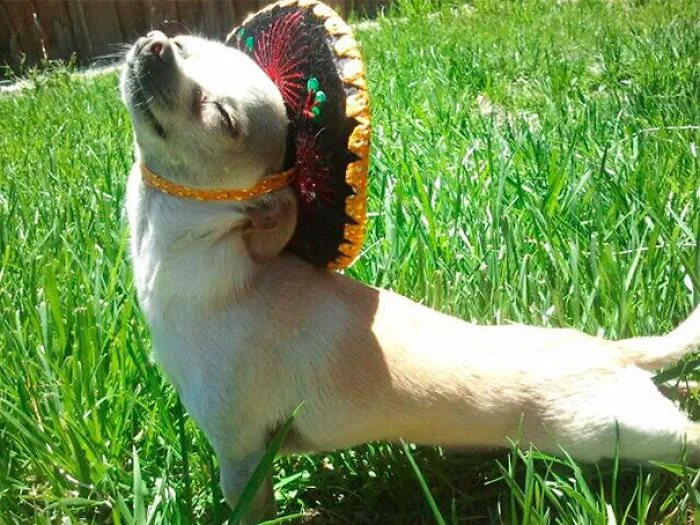Happiest Pup In The World