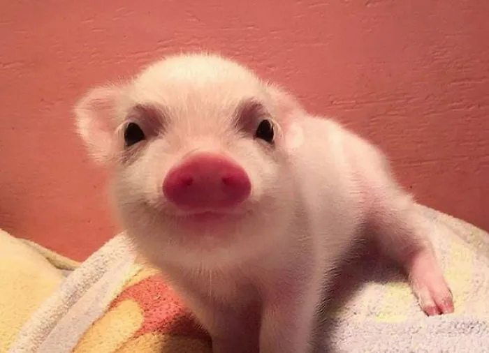 201 Smiling Animals That Will Instantly Make You Smile