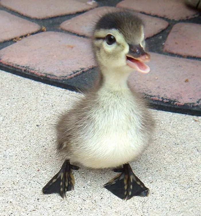 201 Smiling Animals That Will Instantly Make You Smile