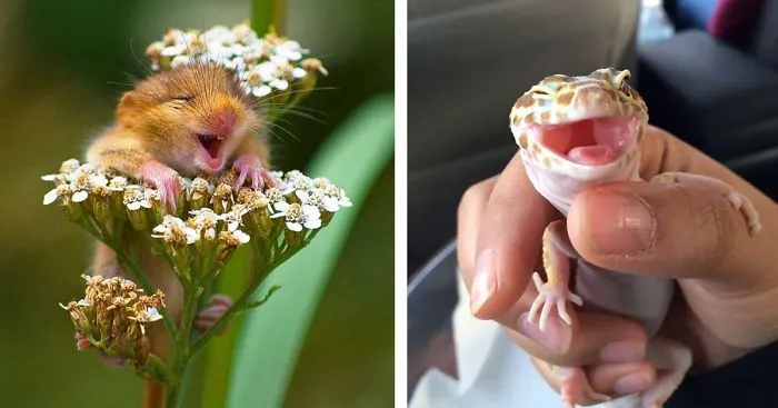 201 Smiling Animals That Will Instantly Make You Smile