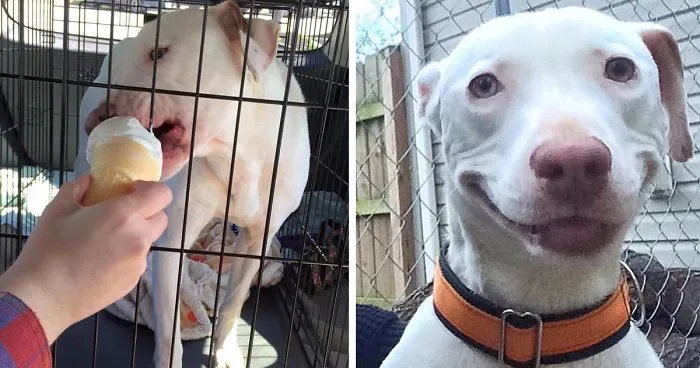 Abandoned Dog Can't Stop Smiling Since He Found A New Home