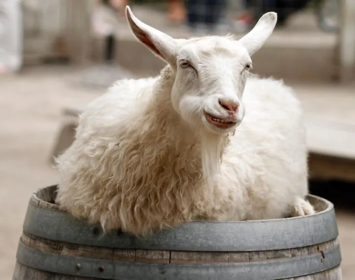 201 Smiling Animals That Will Instantly Make You Smile