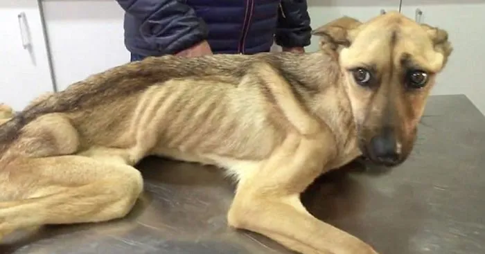 Starving Dog Who Couldn't Stand Up Makes An Incredible Transformation