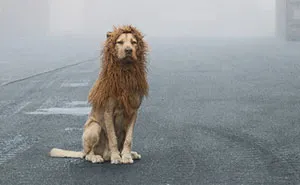 Homeless Dog Found In Garbage Becomes A Lion He Deserves To Be