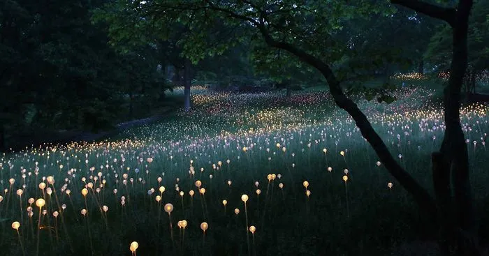 Field Of Light: Artist Uses 50,000 Lights To Turn Desert Into Surreal Fairytale