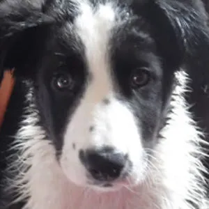 IlovemydogShilo