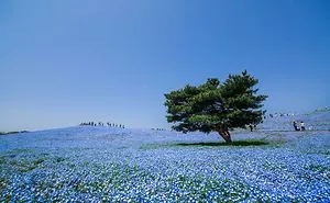4.5 Million Baby Blue Eyes Just Bloomed In Japan's Hitachi Seaside Park And I Shot Them