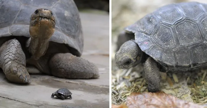 Endangered 80-Year-Old Tortoise Becomes A Mom After Her 9 Eggs Hatch