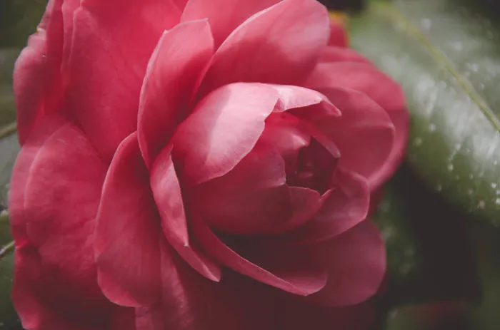 I Photograph Simple Things In Life